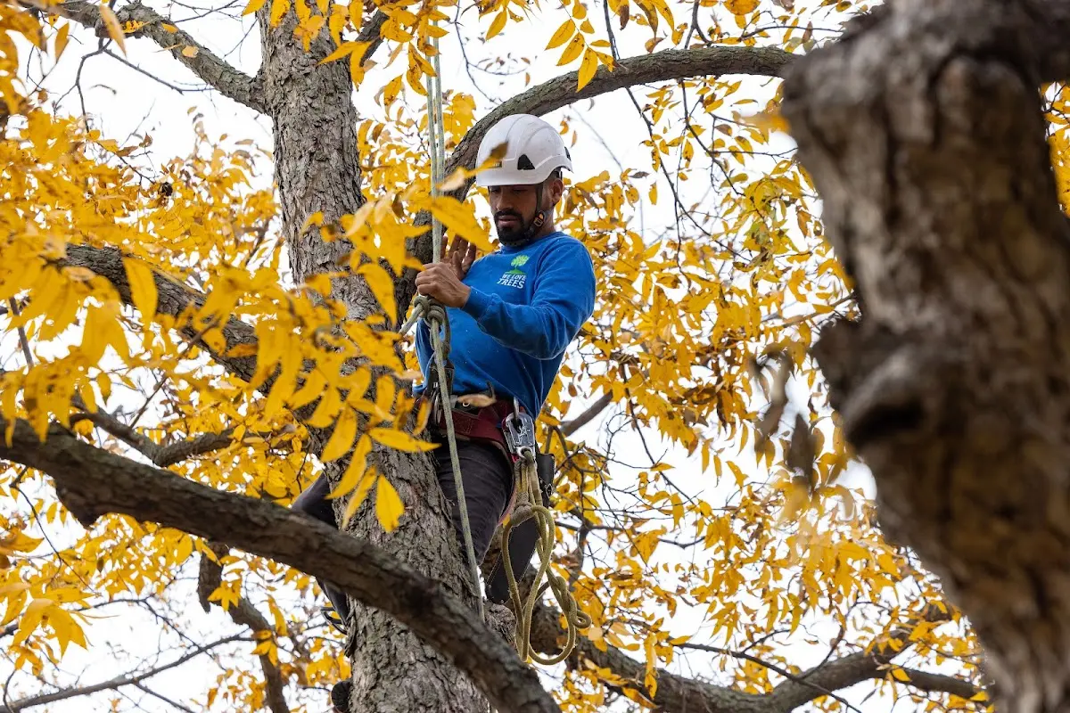 Skilled Tree Pruning crew working in Woody Creek