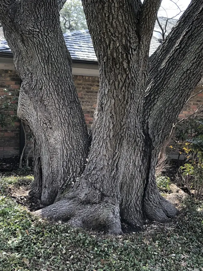 Mature heritage tree close to a Woody Creek property cared for by certified arborists